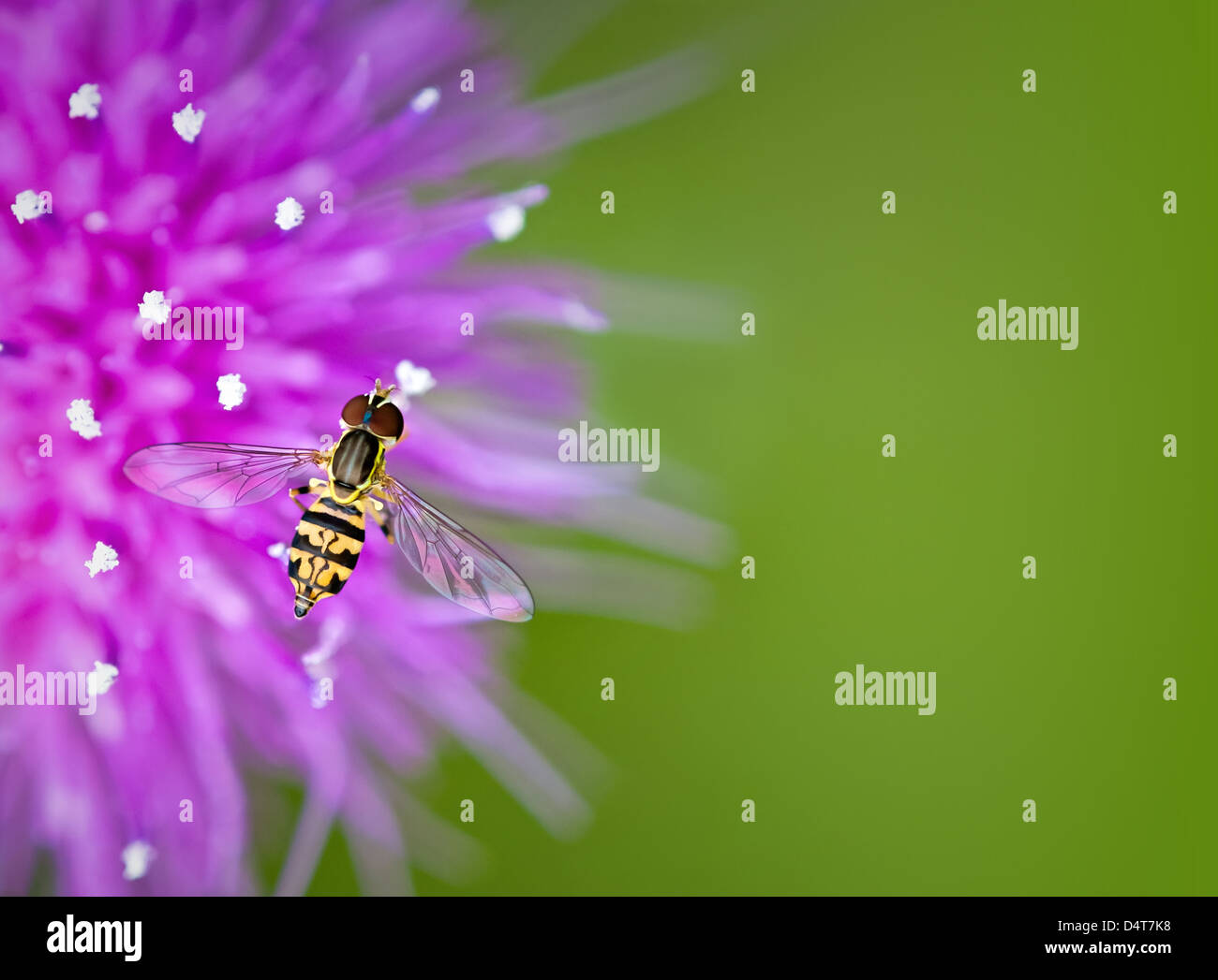 Hoverfly on thistle flower against green background with copy space Stock Photo