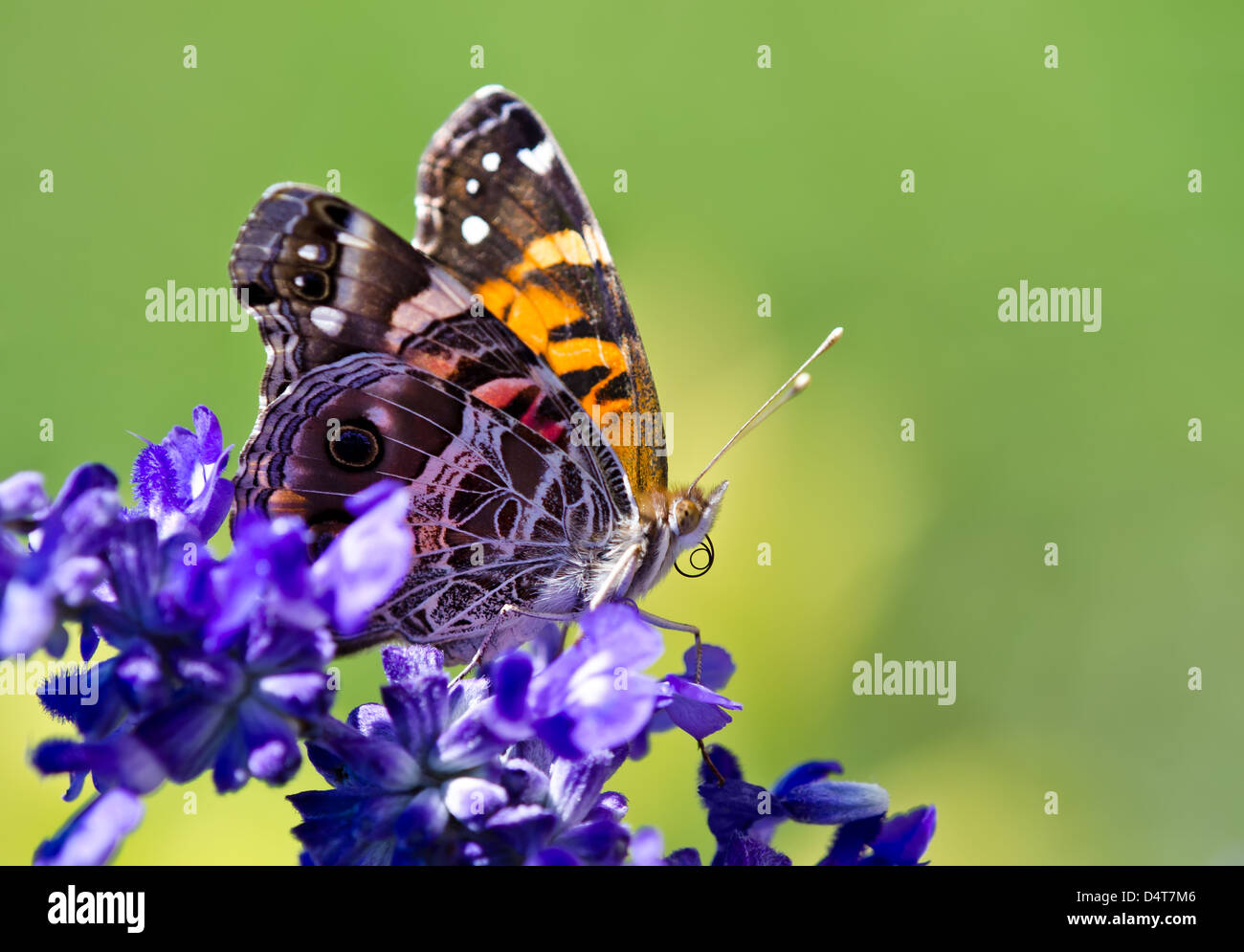 American Lady butterfly (Vanessa virginiensis) with curled proboscis or straw on Salvia flowers Stock Photo