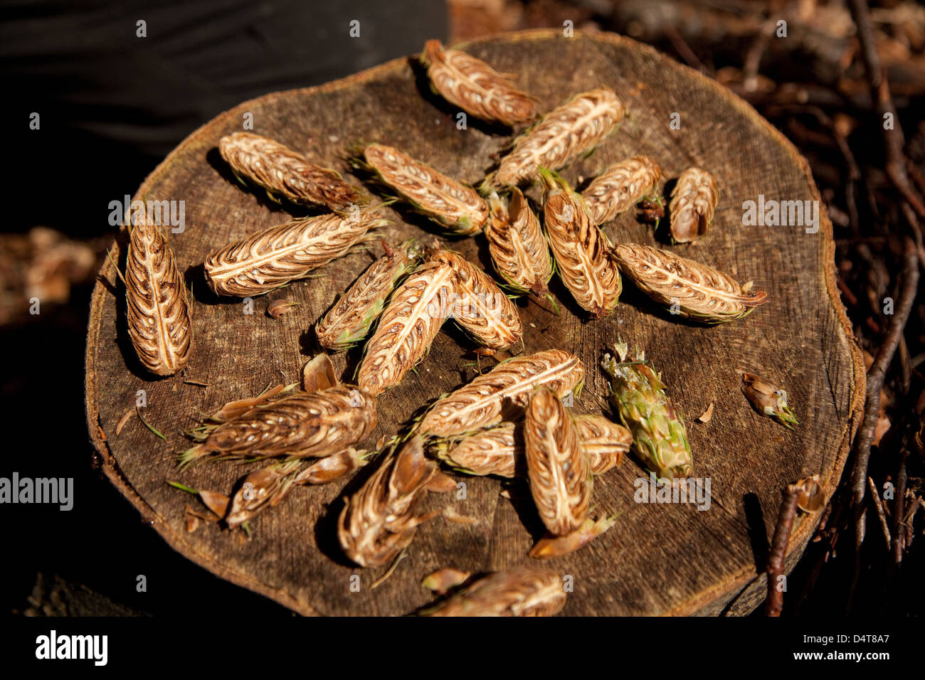 Pforzheim, Germany, cut Douglas fir cones Stock Photo