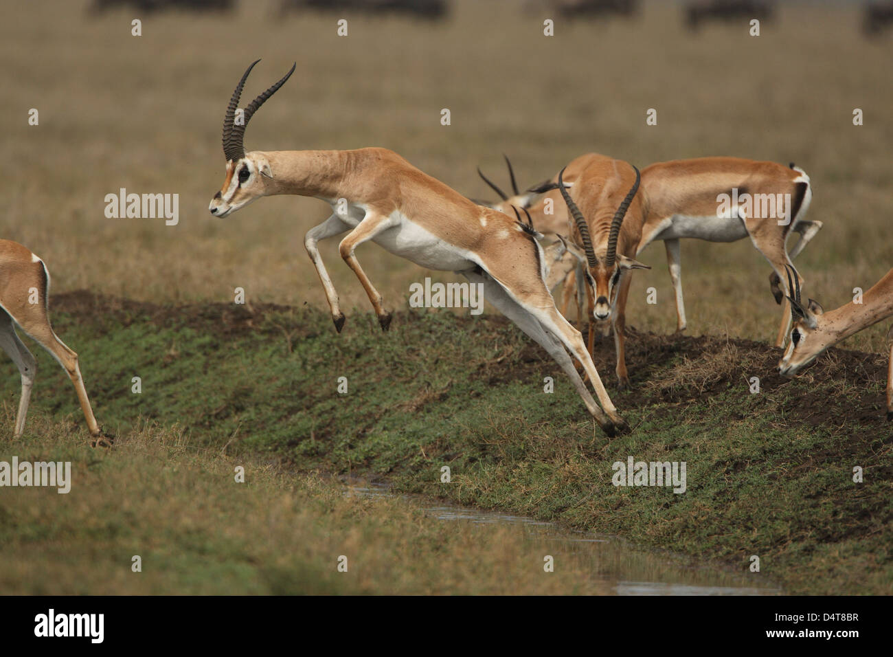 Gazelle jumping sunset hi-res stock photography and images - Alamy