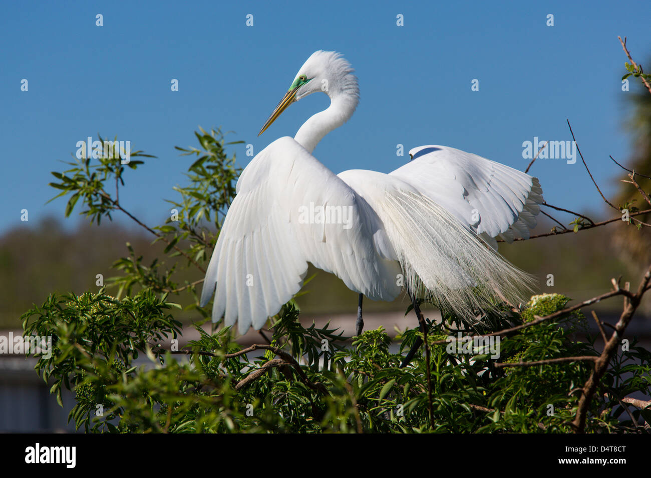 Great Egret or American Egret at Gatorland in Orlando Florida Stock Photo