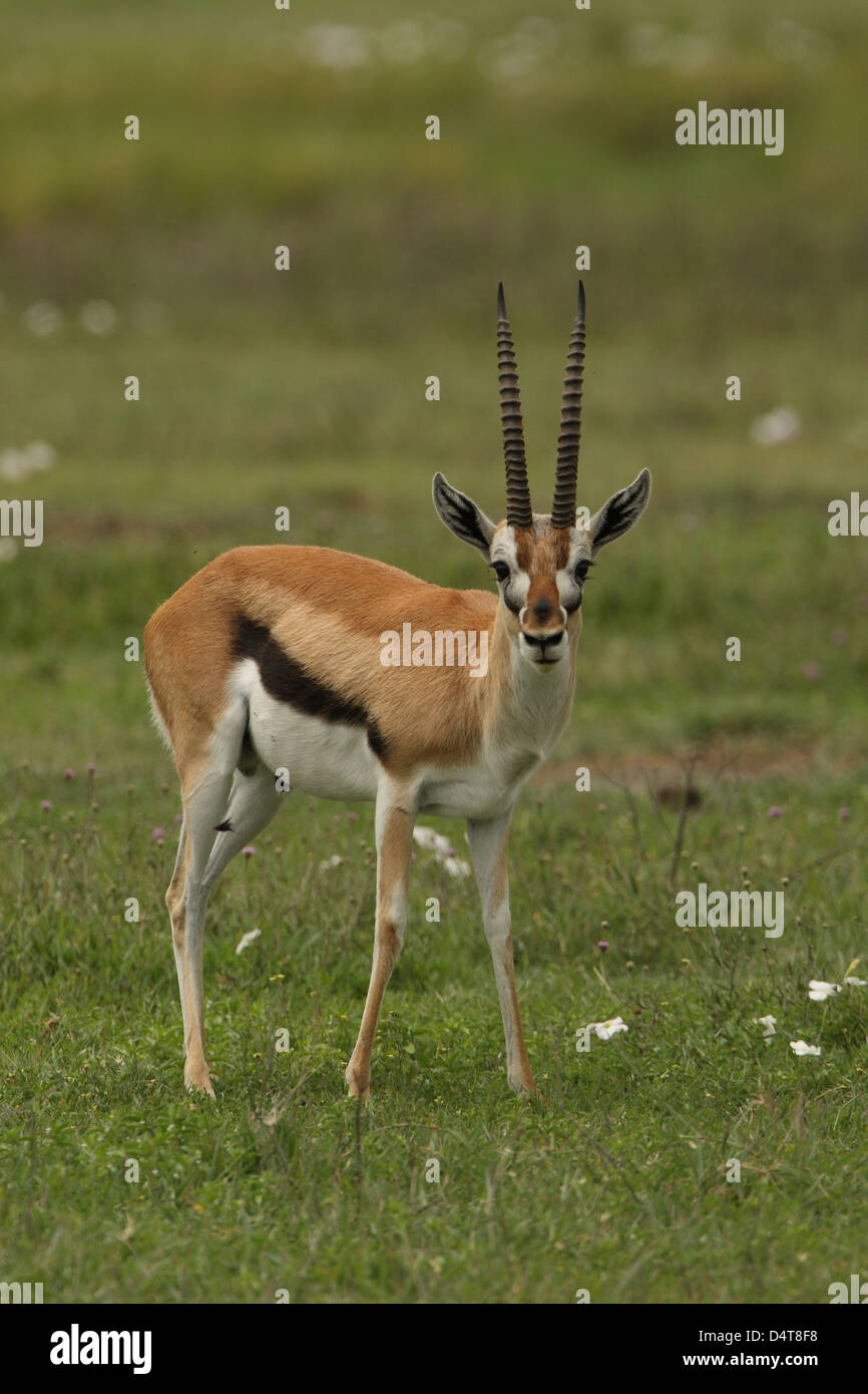 Gazelle jumping sunset hi-res stock photography and images - Alamy