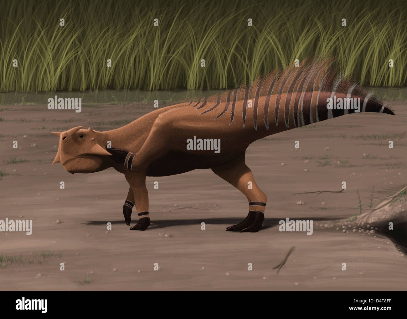Psittacosaurus dinosaur hires stock photography and images Alamy