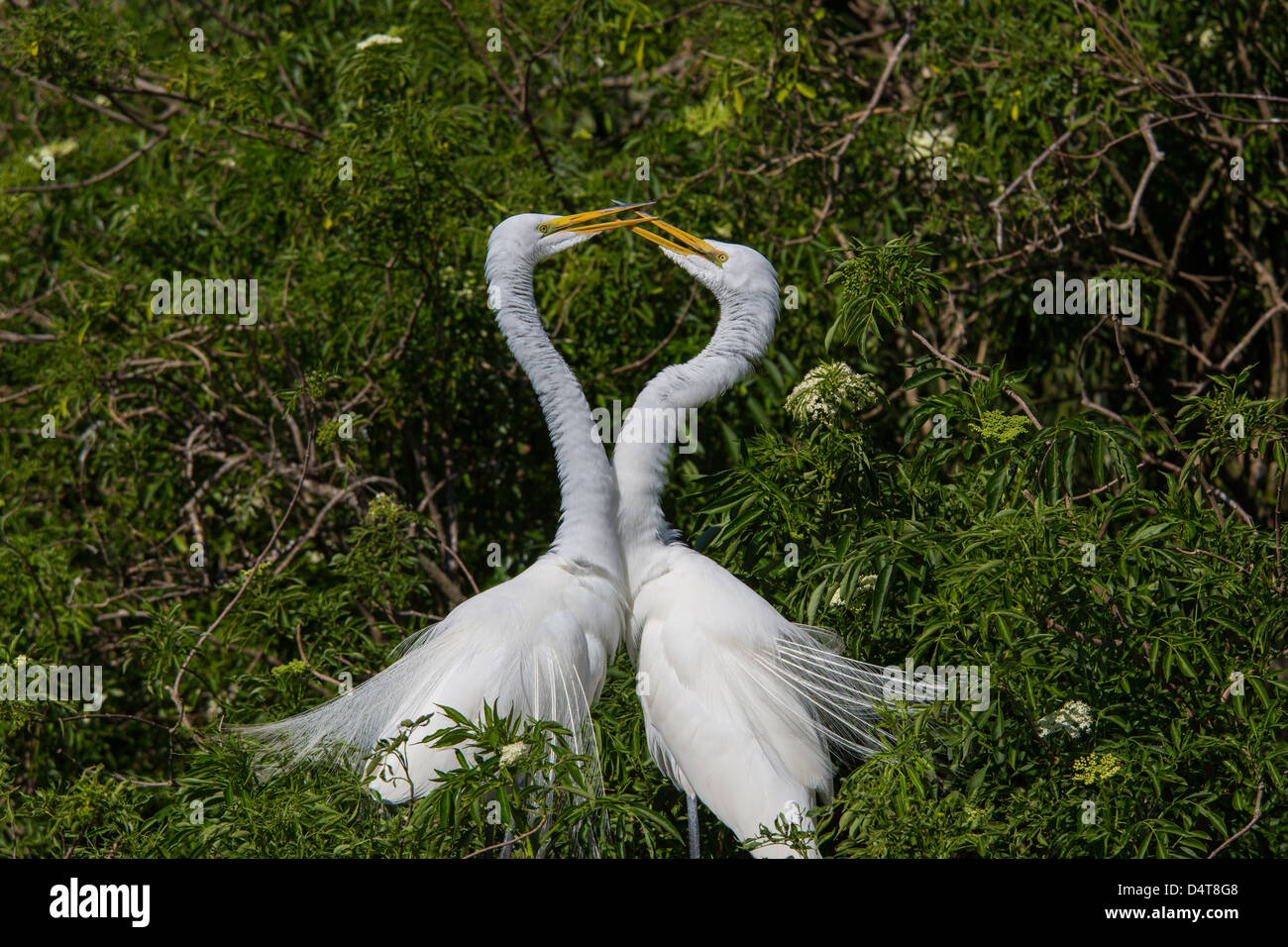 A pair of Great Egret or American Egret at Gatorland in Orlando Florida Stock Photo