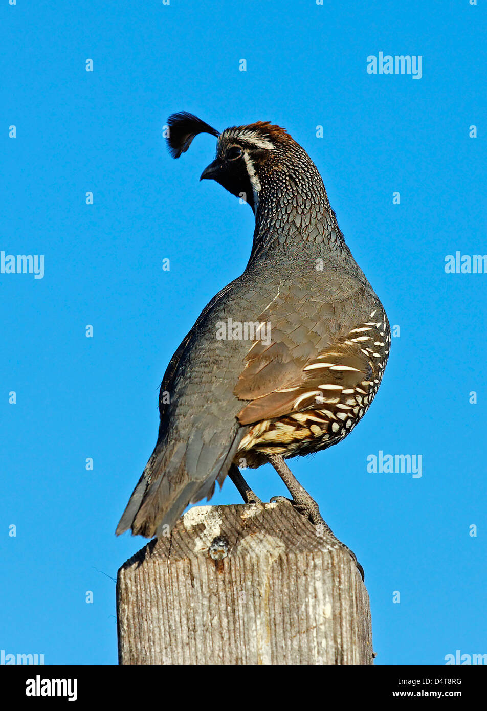 Quail on a Post, Crystal Cove, CA Stock Photo Alamy
