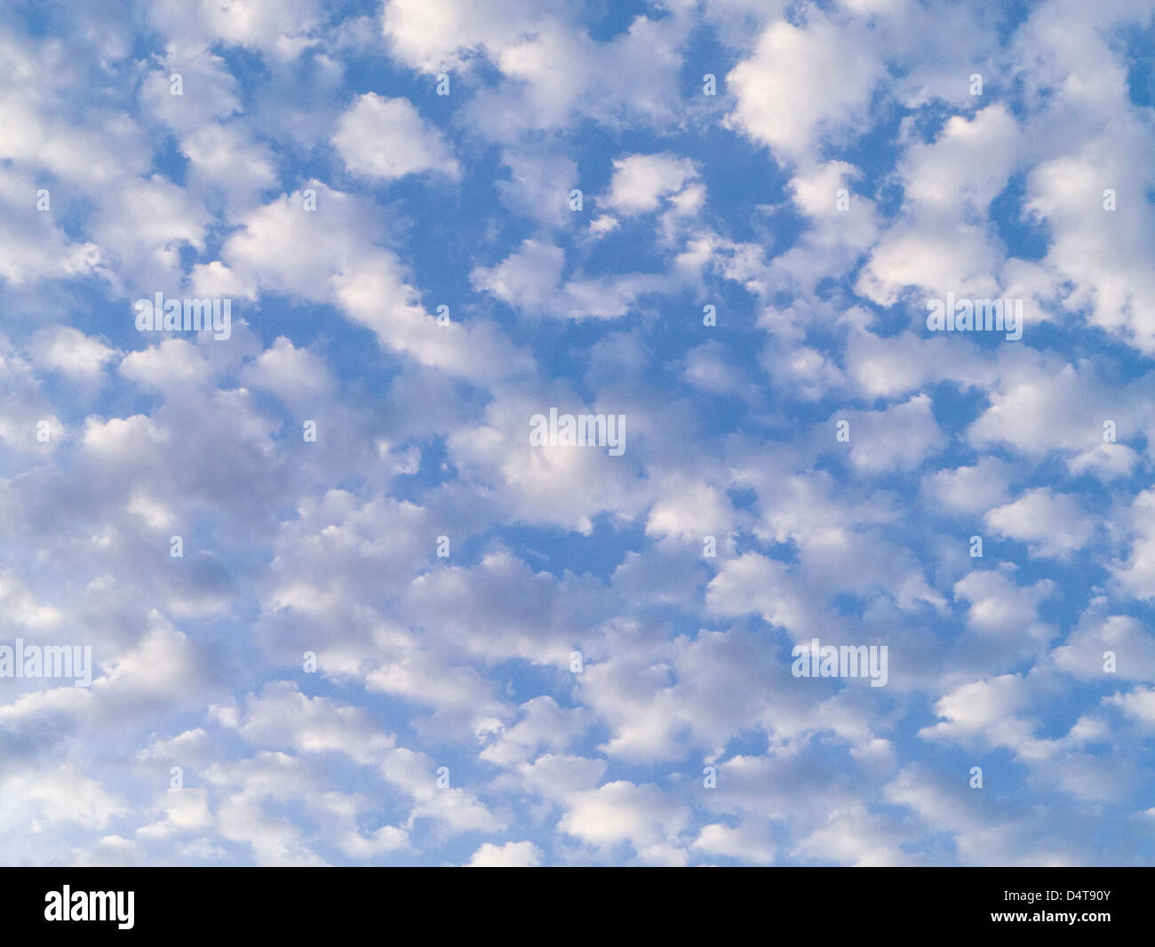 Middle level altocumulus clouds in a blue sky over Florida Stock Photo