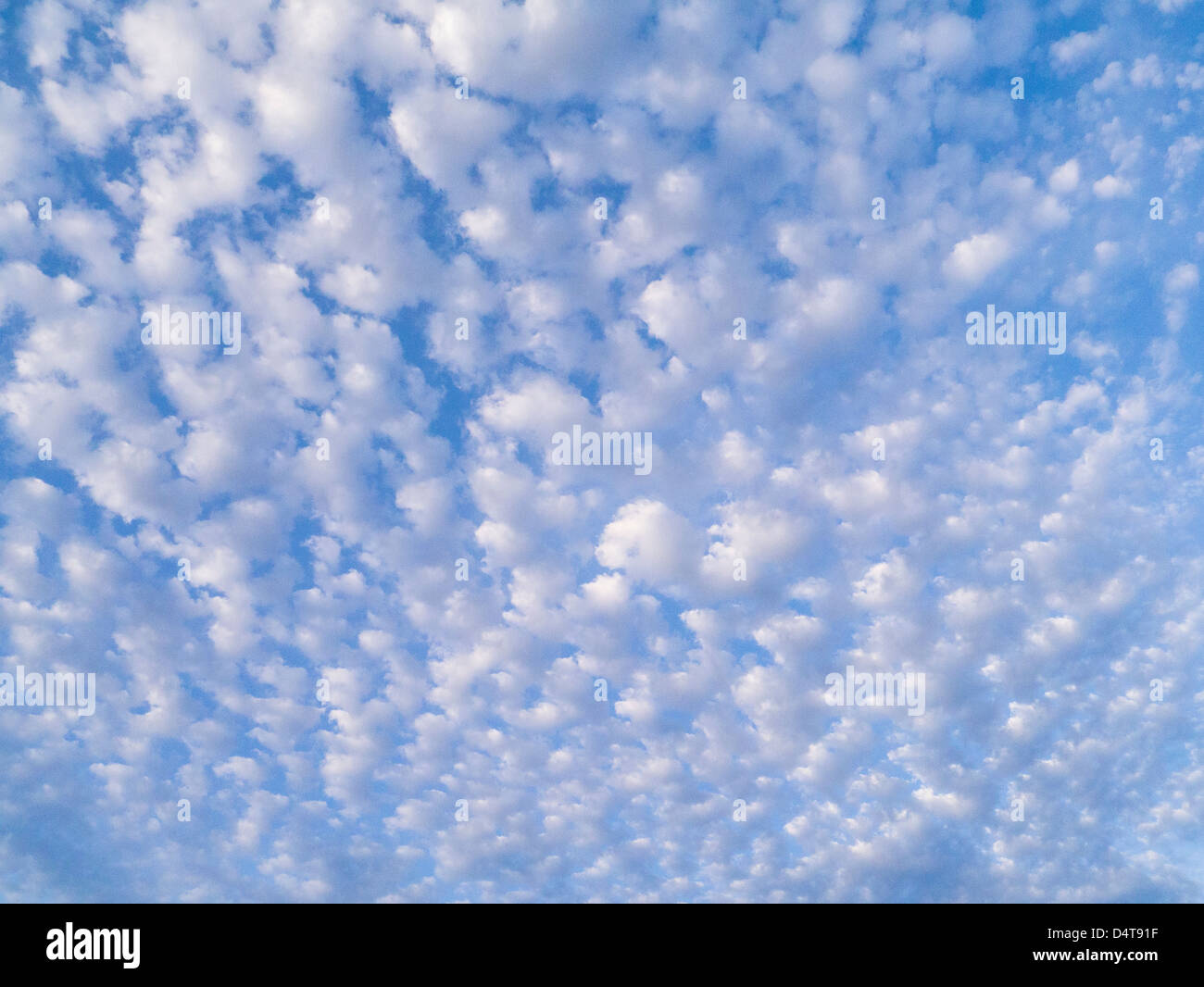 Middle level altocumulus clouds in a blue sky over Florida Stock Photo
