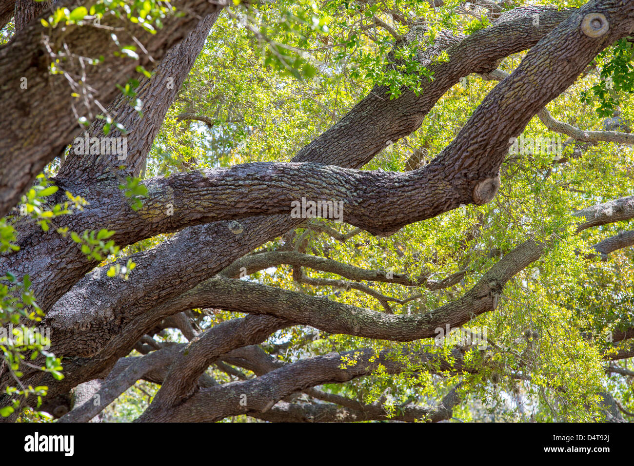 Details of branches of Live Oak trees on Venice Avenue in Venice Florida Stock Photo Alamy