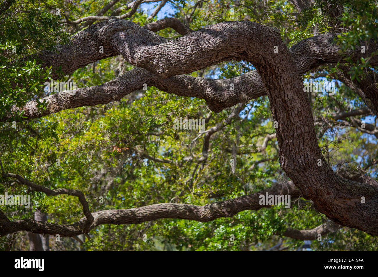 Details of branches of Live Oak trees on Venice Avenue in Venice Florida Stock Photo Alamy