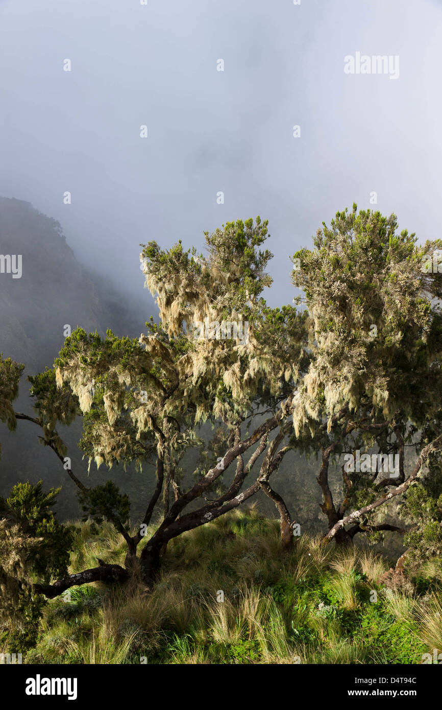 Tree heath (Erica arborea), Semien Mountains National Park, Ethiopia Stock Photo