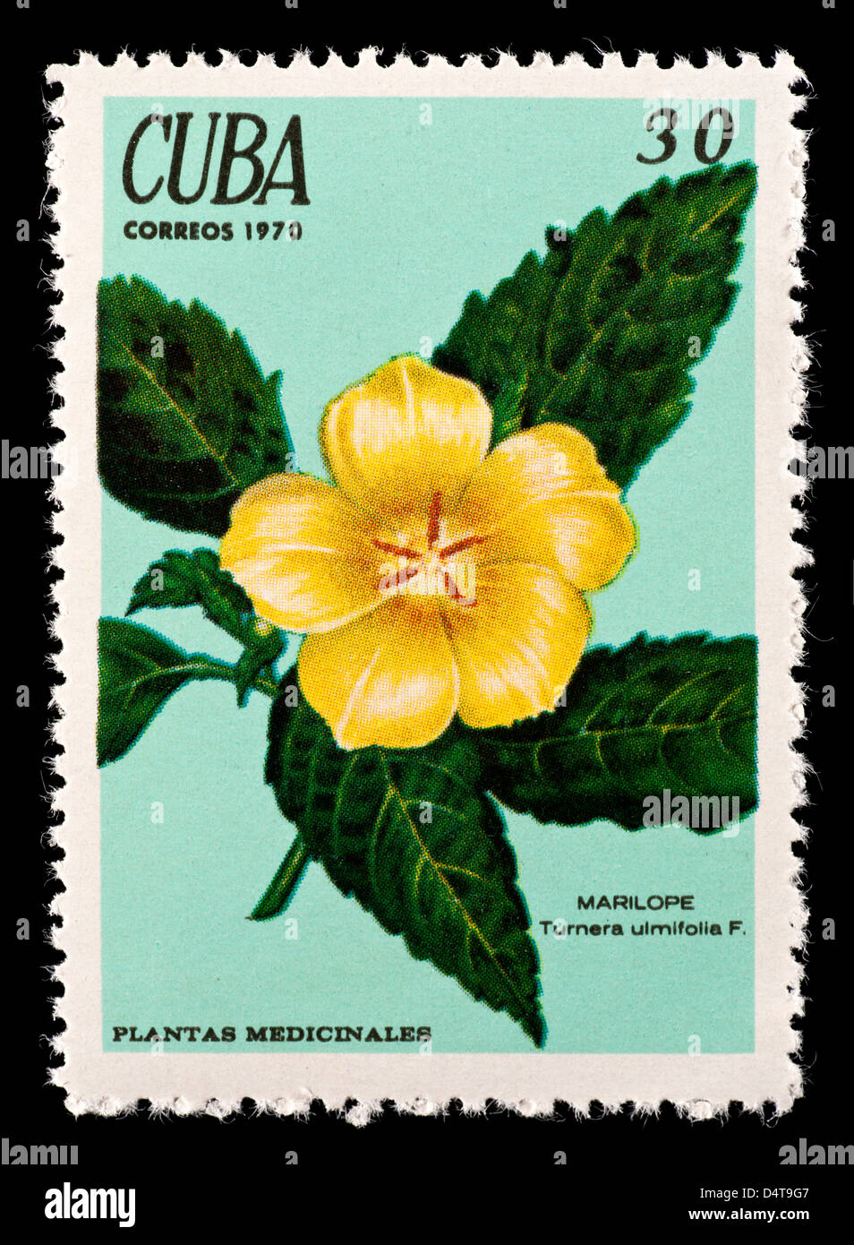 Postage stamp from Cuba depicting Yellow Alder flowers (Turnera ulmifolia) Stock Photo