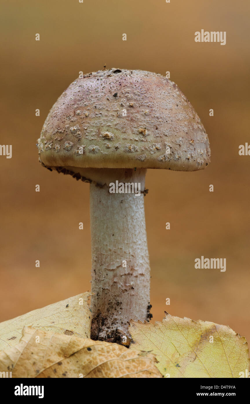 The blusher (Amanita rubescens) growing amidst fallen autumn leaves in Clumber Park, Nottinghamshire. October. Stock Photo