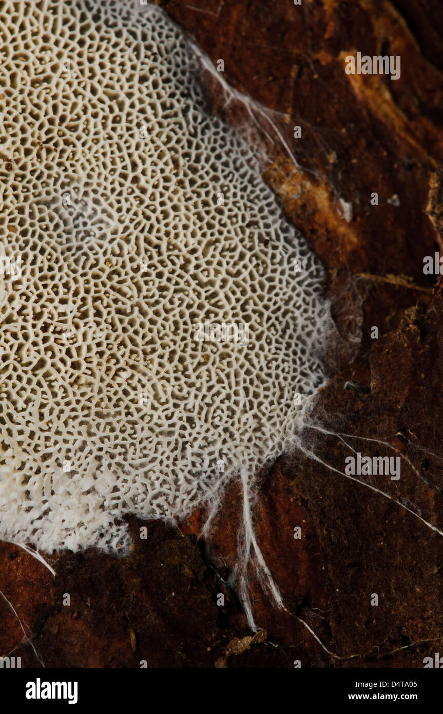 Fungal hyphae hires stock photography and images Alamy