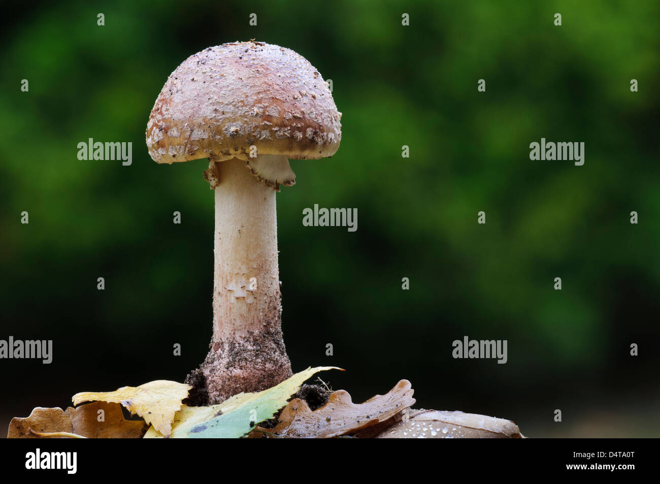 The blusher (Amanita rubescens) growing amidst fallen autumn leaves in Clumber Park, Nottinghamshire. October. Stock Photo