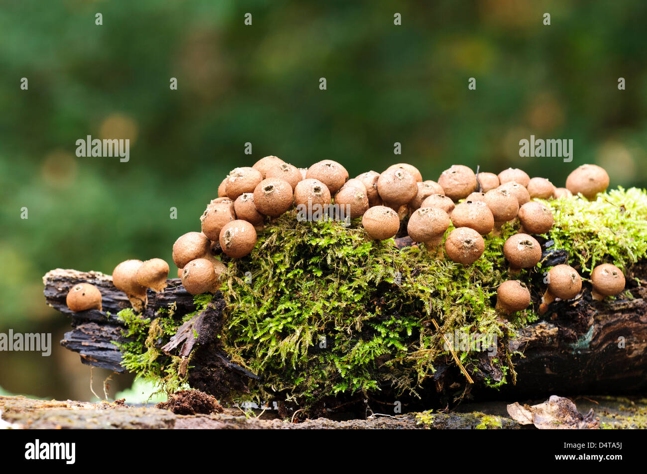 Puffballs hi-res stock photography and images - Alamy