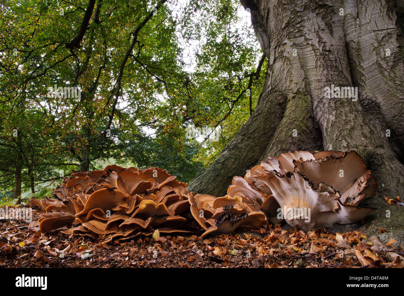 Giant polypore meripilus giganteus fungi hi-res stock photography and ...