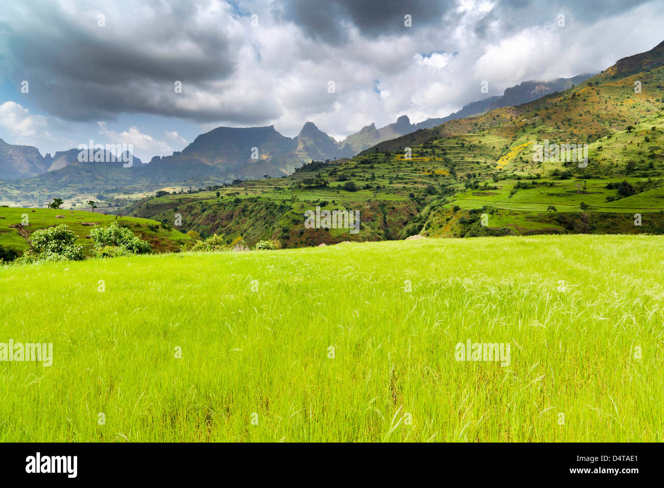 Eragrostis Tef near the Escarpment of the Semien Mountains, Ethiopia Stock Photo