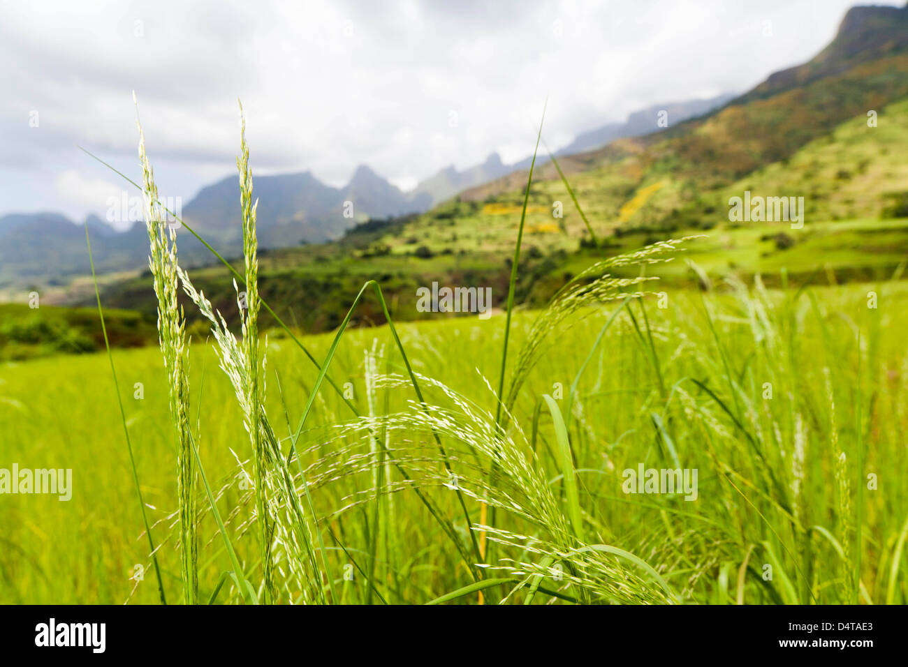 Eragrostis Tef near the Escarpment of the Semien Mountains, Ethiopia Stock Photo