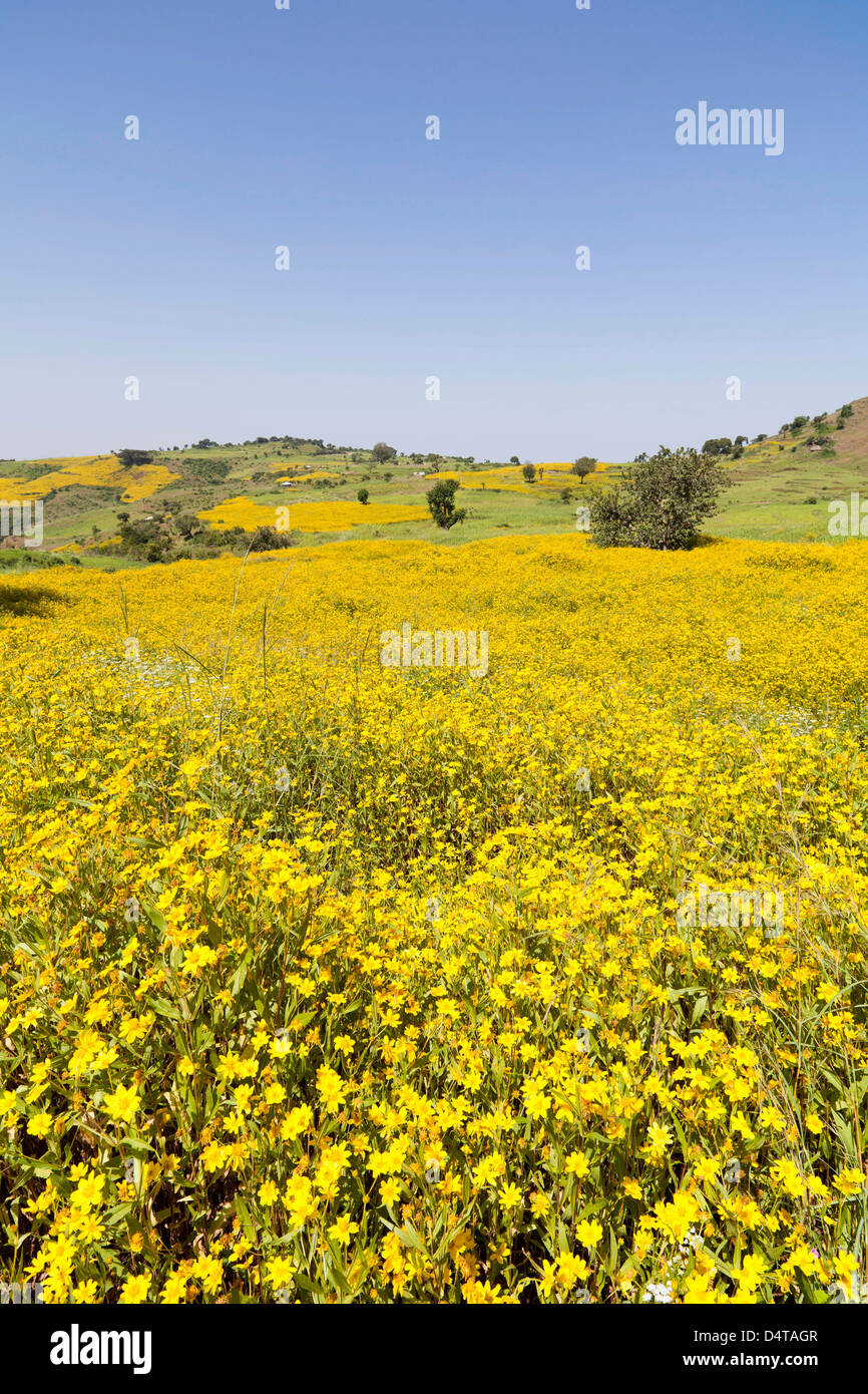 Field with Niger seed near Mulit, close to Semien Mountains, Ethiopia Stock Photo