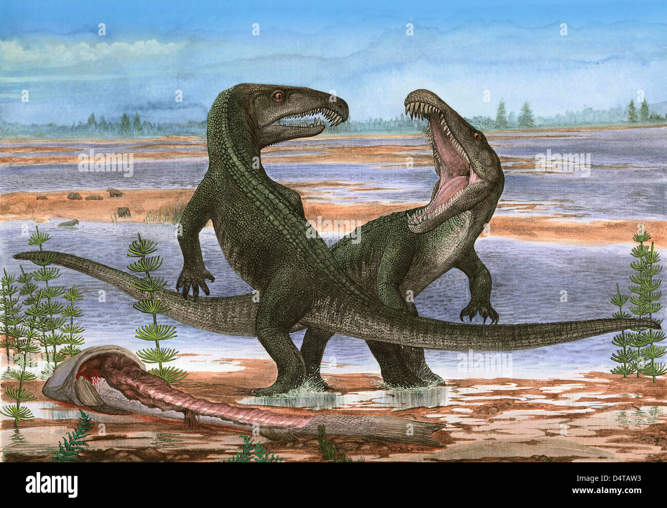 Confrontation between Archosaurus rossicus, a prehistoric animal from the Paleozoic era. Stock Photo