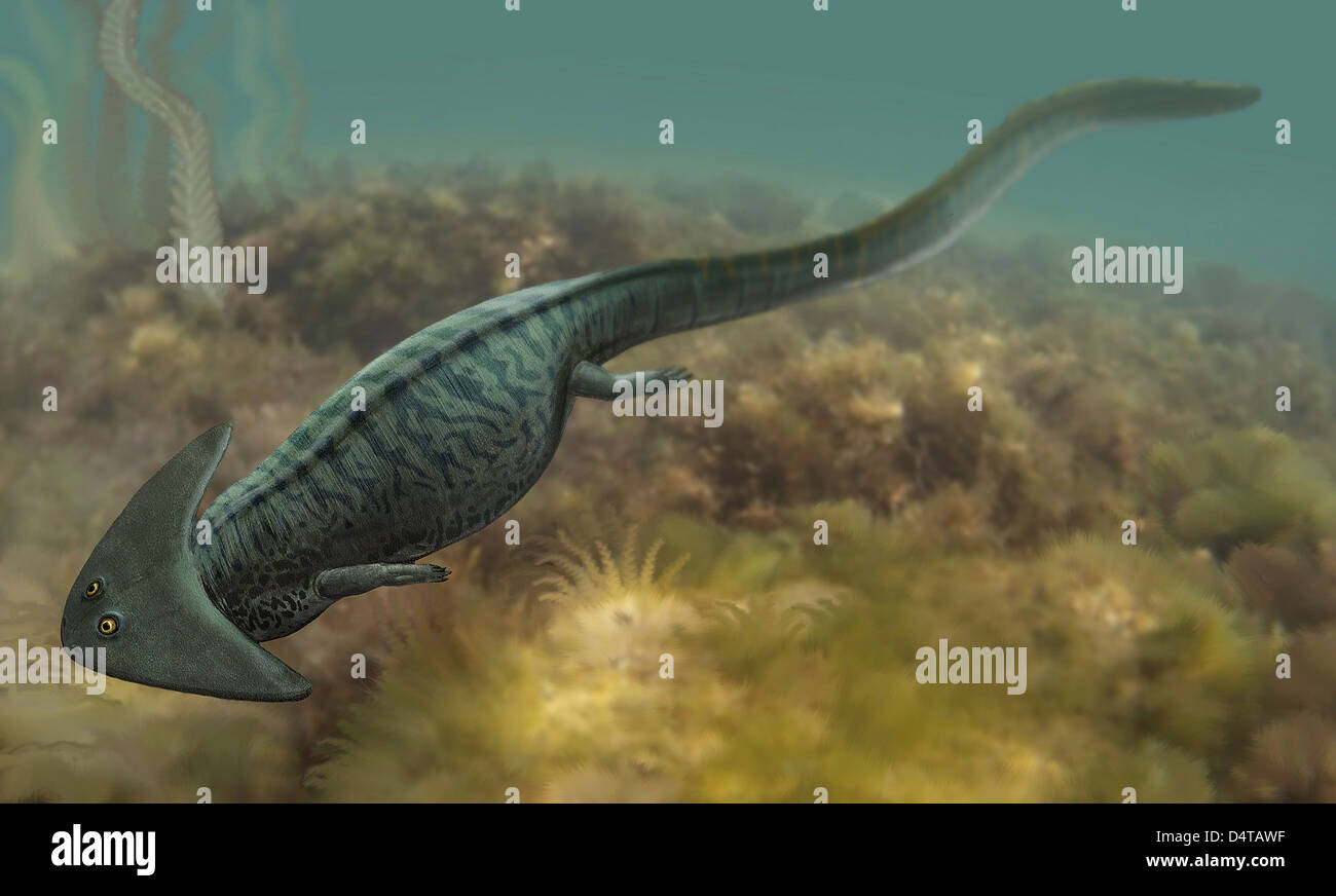 Diplocaulus salamandroides, a prehistoric animal from the Paleozoic Era. Stock Photo