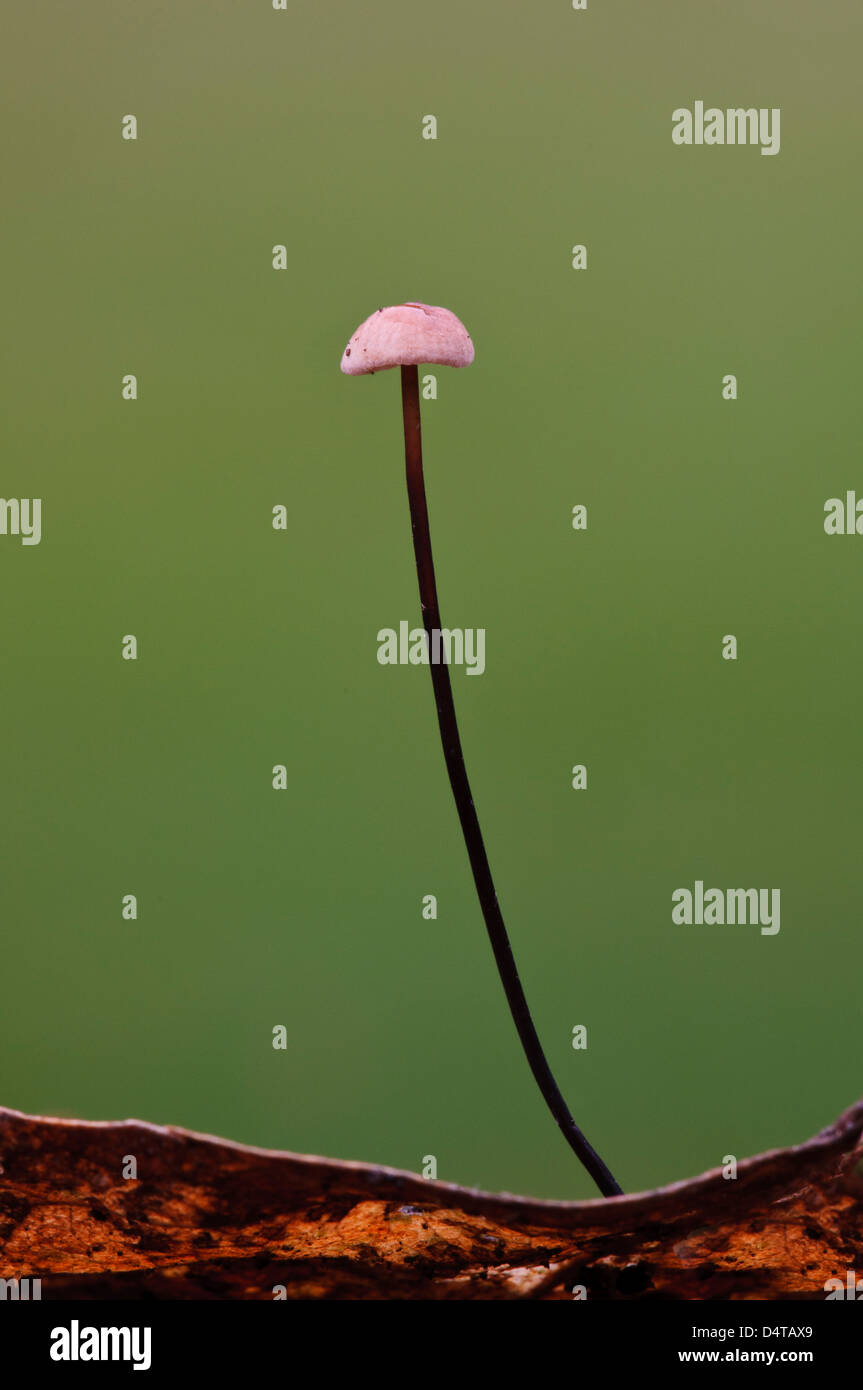 A Horsehair Parachute Fungus Marasmius Androsaceus Growing From A 