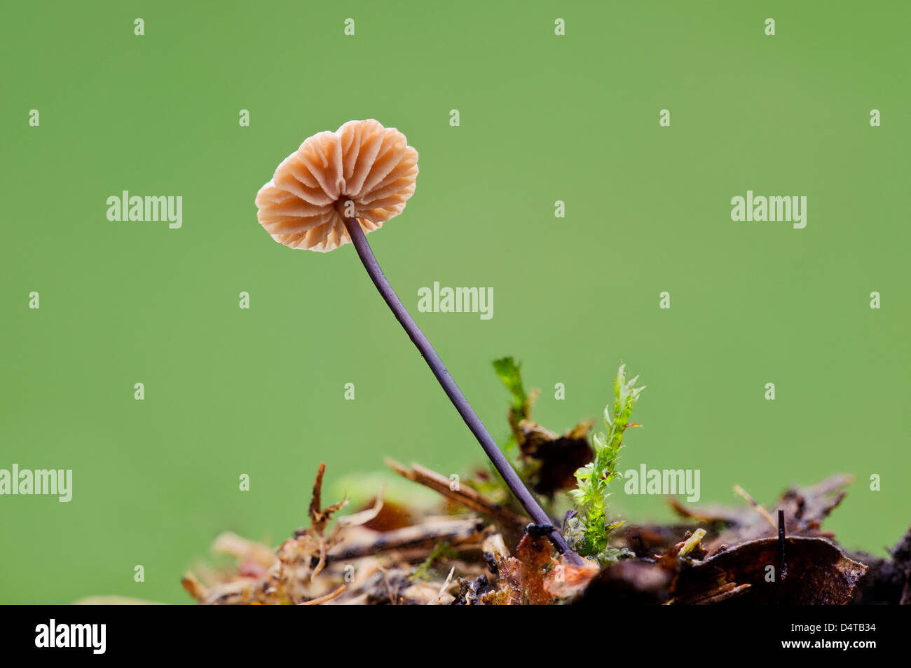 a-horsehair-parachute-fungus-marasmius-androsaceus-angled-to-show
