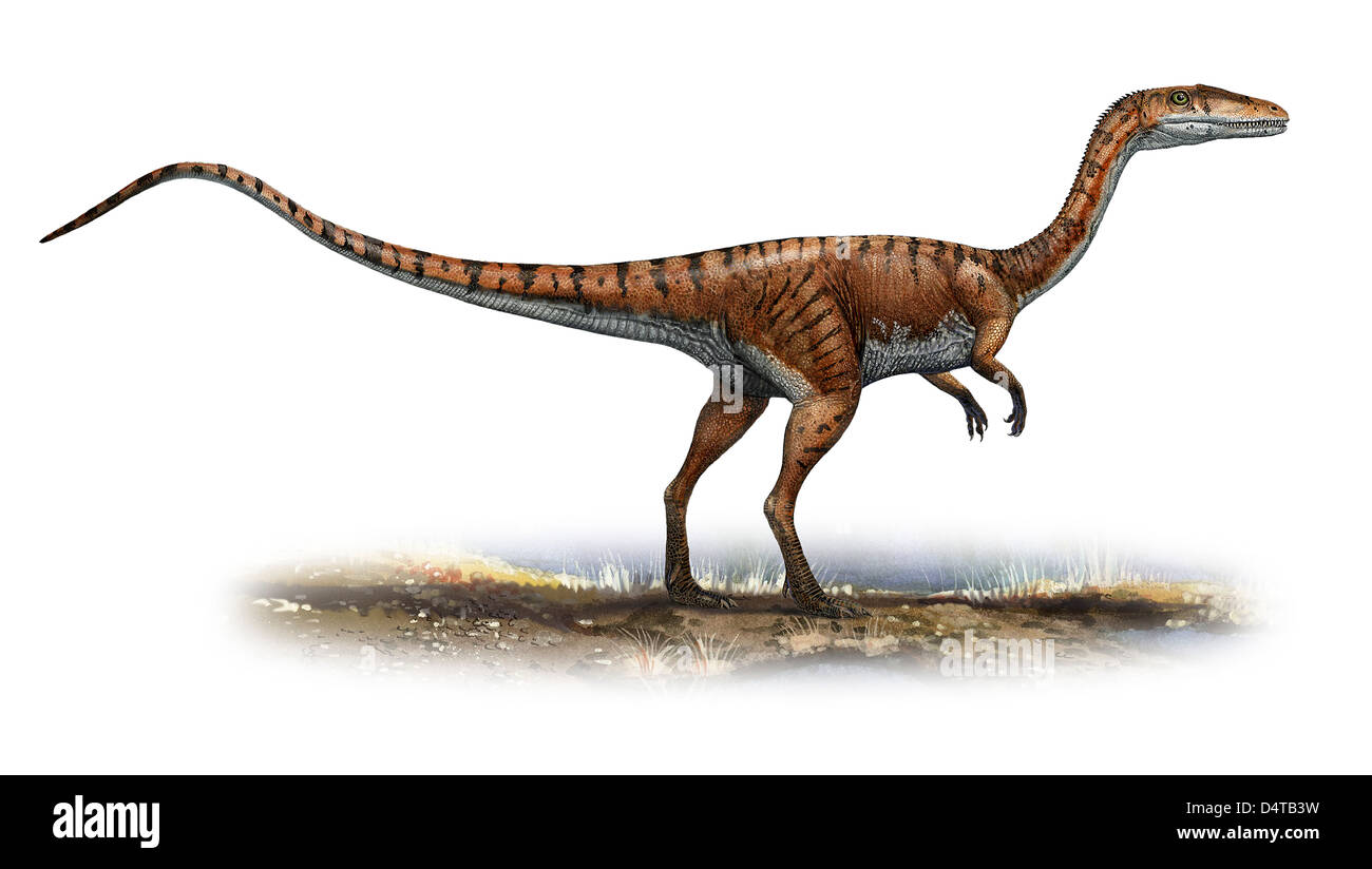 Coelophysis bauri, a prehistoric era dinosaur from the Late Triassic period. Stock Photo