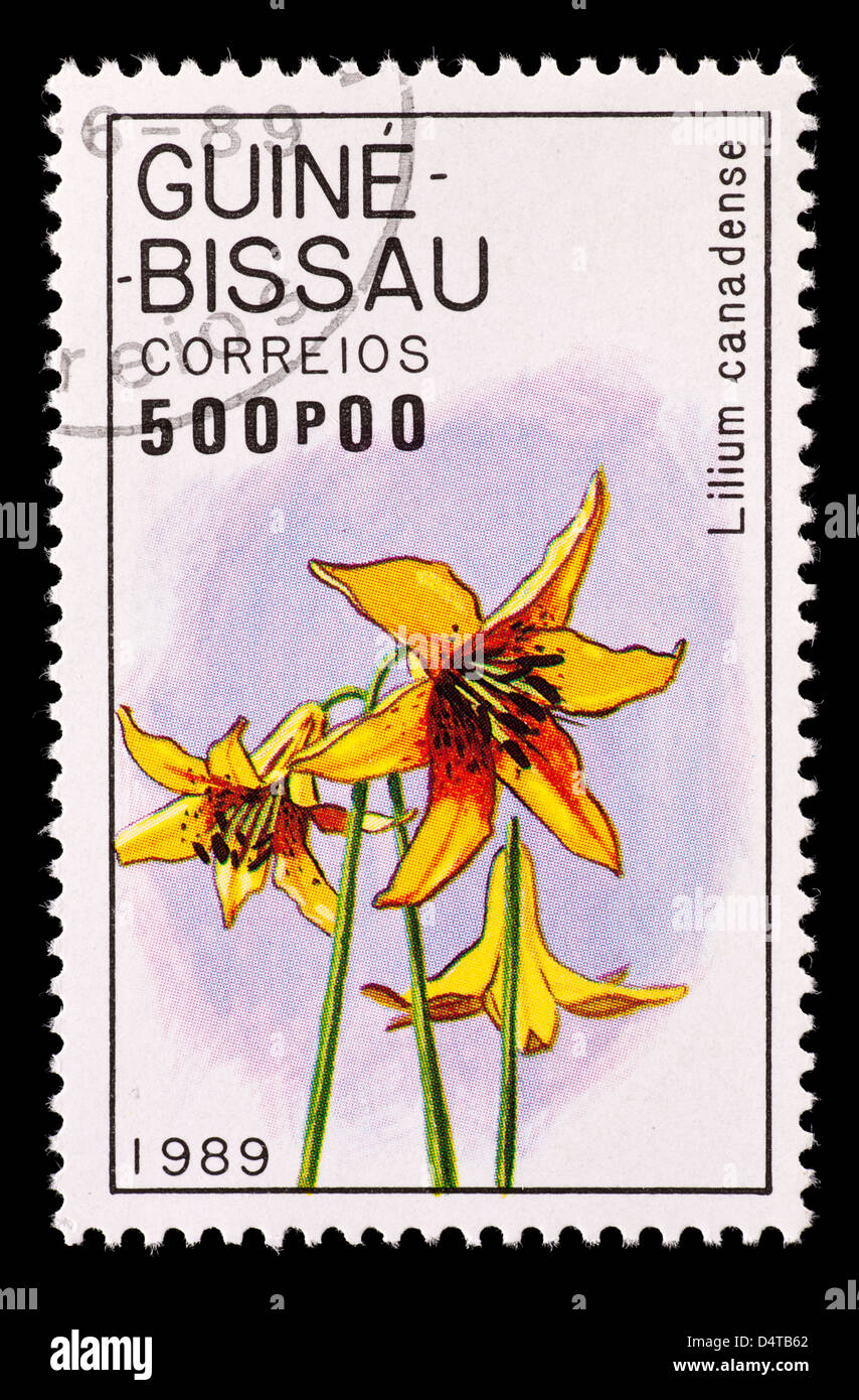 Postage stamp from Guinea-Bissau depicting a Canadia Lily (Lillium canadense) Stock Photo