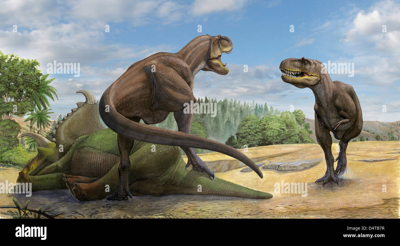 A Teratophoneus dinosaur defends its prey Kosmoceratops from another relative. Stock Photo