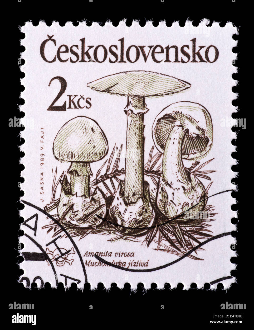 Postage stamp from Czechslovakia depicting European destroying angel mushrooms (Amanita virosa) Stock Photo