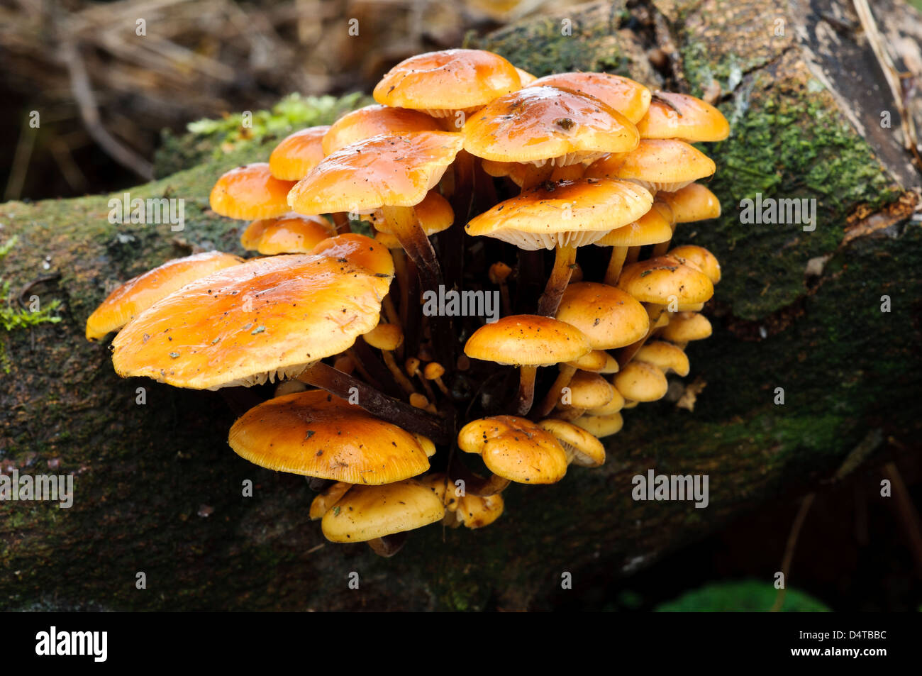 A cluster of velvet shank fungi (Flammulina velutipes) growing on dead wood in Clumber Park, Nottinghamshire. October. Stock Photo