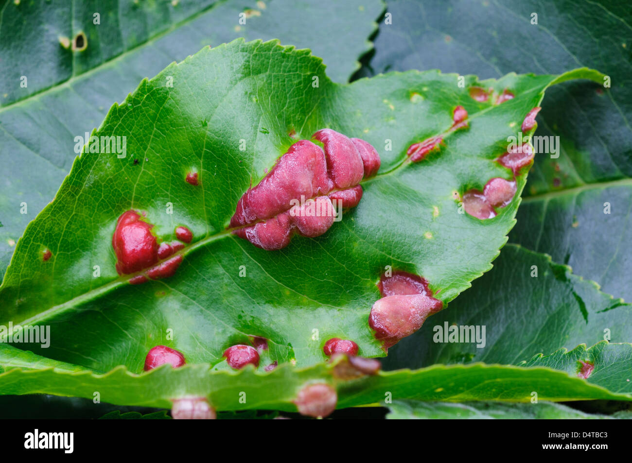 A leaf attacked by a fungal plant gall (Taphrina sp.) in Clumber Park, Nottinghamshire. October. Stock Photo