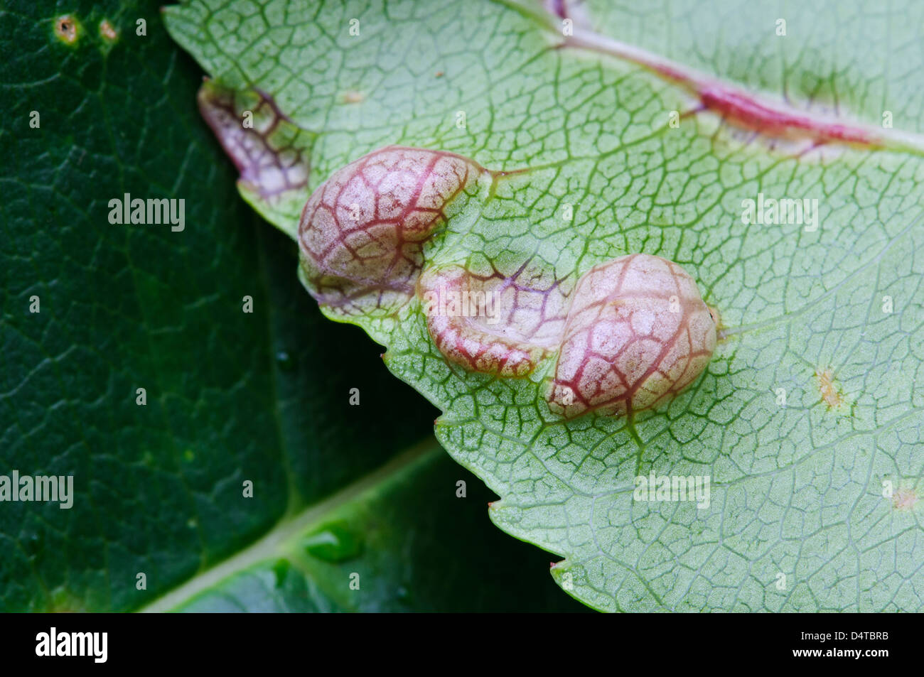 The underside of a leaf attacked by a fungal plant gall (Taphrina sp.) in Clumber Park, Nottinghamshire. October. Stock Photo