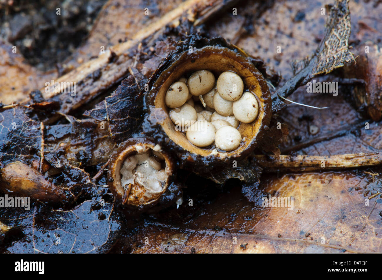 Fruiting bodies of common bird's nest fungus (Crucibulum laeve) after the caps have come off to reveal the 'eggs' inside. Stock Photo