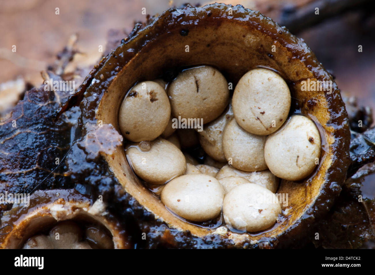 Fruiting bodies of common bird's nest fungus (Crucibulum laeve) after the caps have come off to