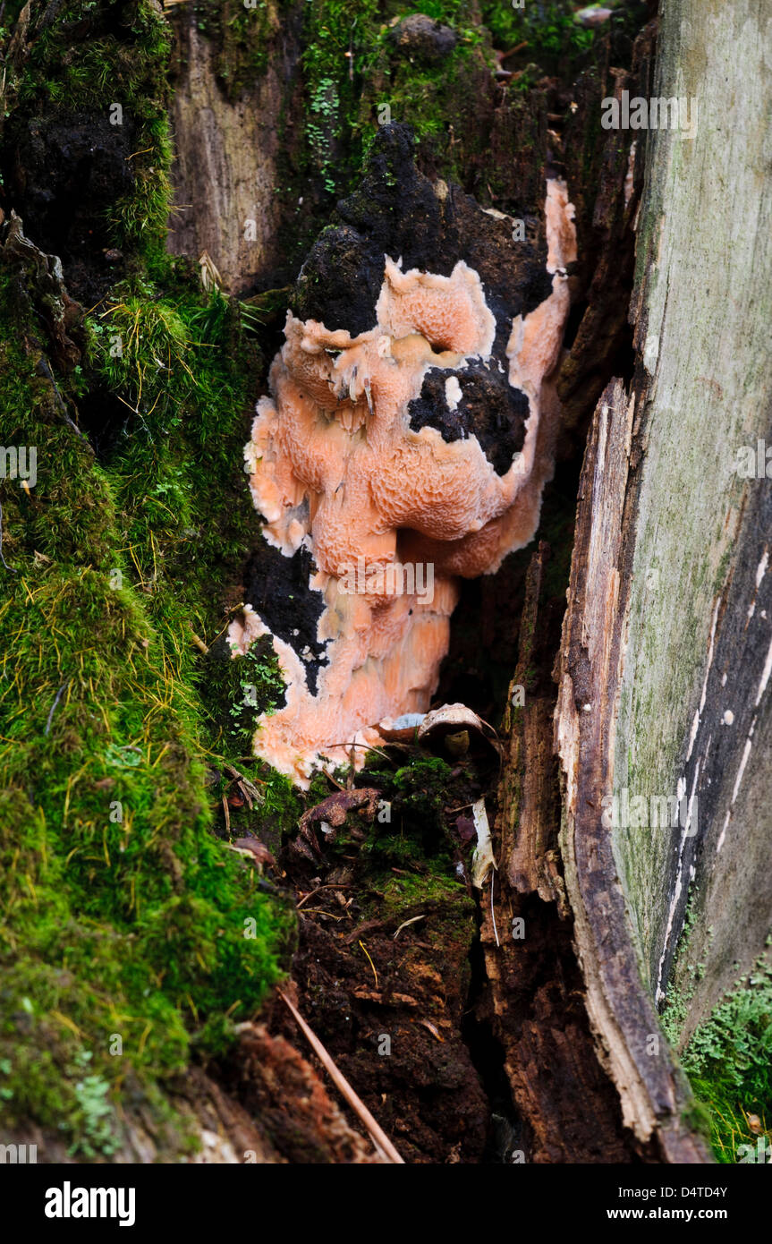 The fungus Postia placenta growing over a decaying tree stump in Clumber Park, Nottinghamshire. October. Stock Photo