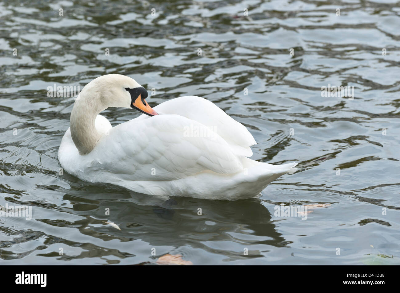 Swan on the water of the river Cam in Cambridge, UK Stock Photo