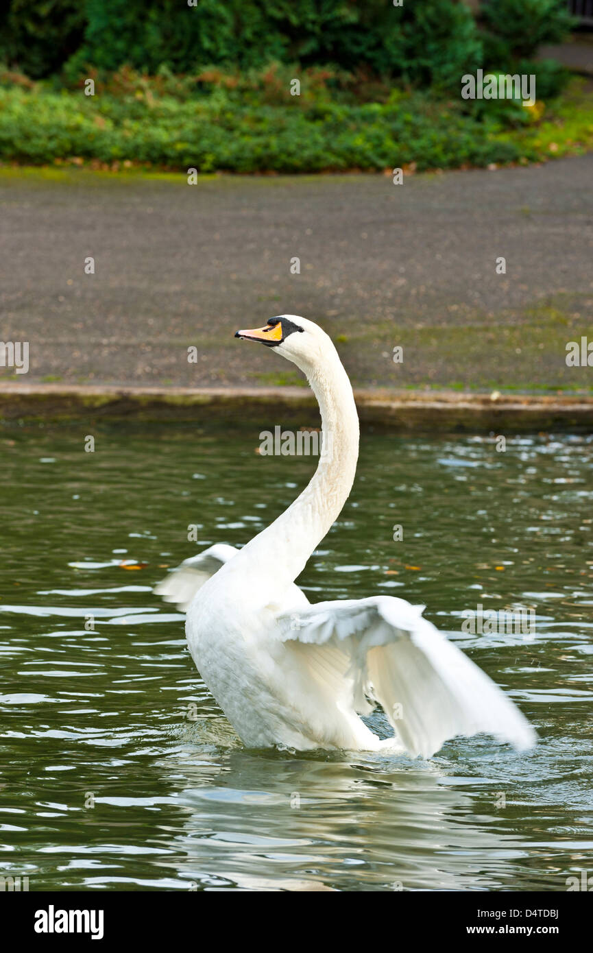 Swan coming out of the water of the river Cam in Cambridge, UK Stock Photo