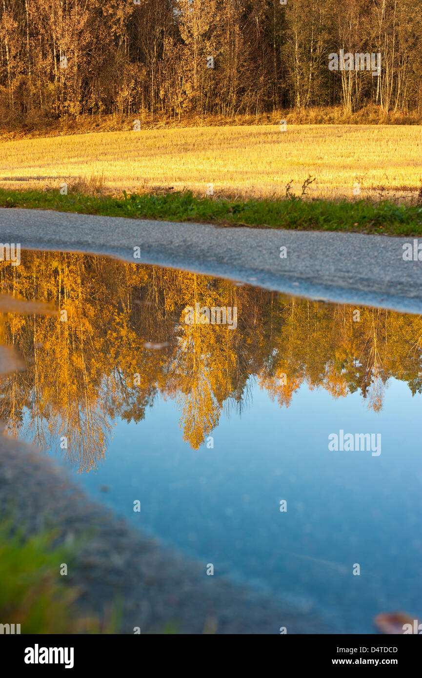Reflection of fall trees in a puddle with rain water on the street ...