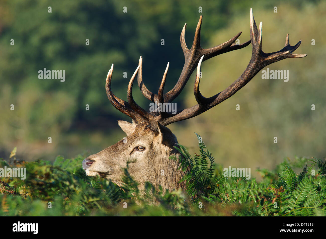 Close-up on the head and antlers of a red deer stag (Cervus elaphus ...