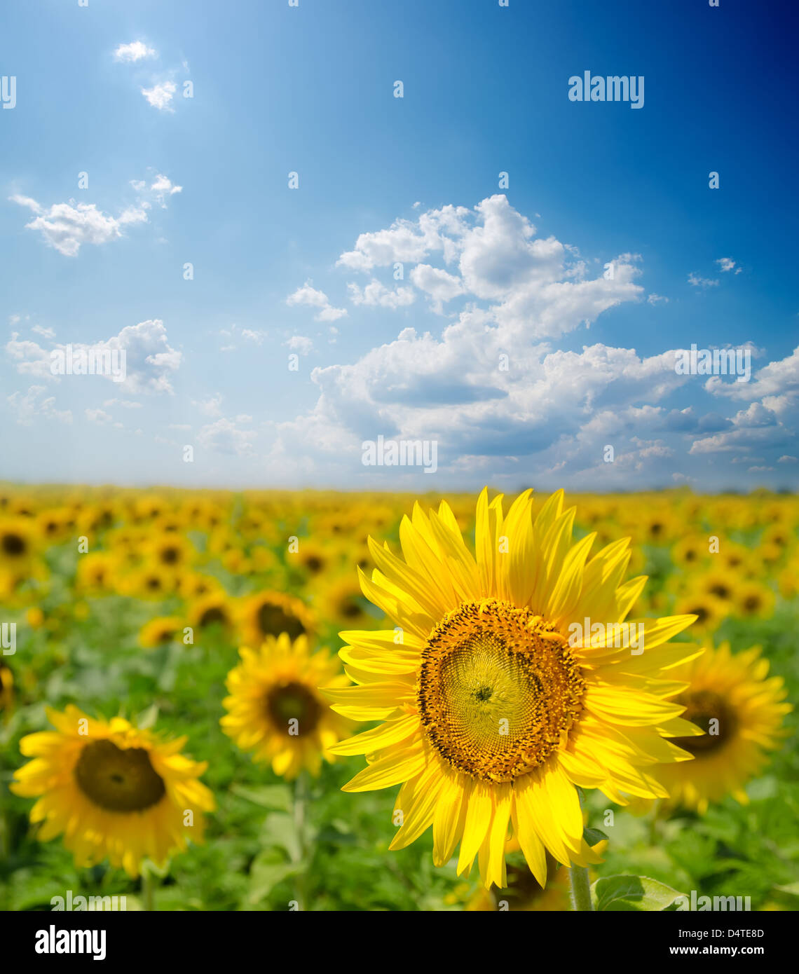 sunflower field under cloudy sky Stock Photo - Alamy