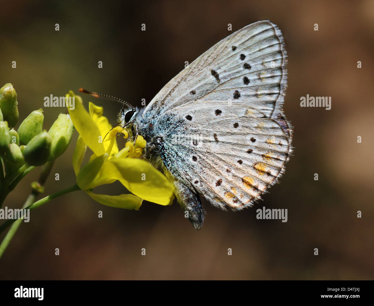 close up of butterfly (lycaenidae) on flower Stock Photo