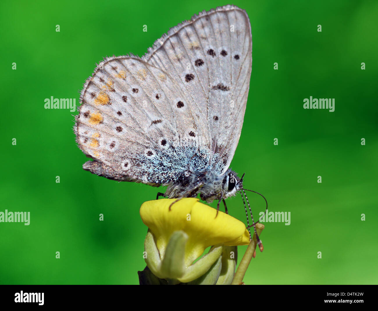 close up of lycaenidae butterfly on flower Stock Photo