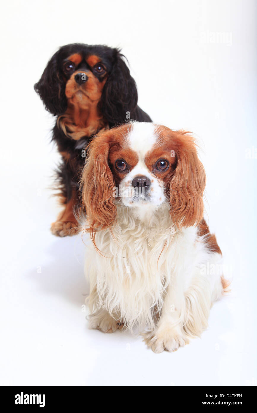 Cavalier fashion king charles spaniel black and tan