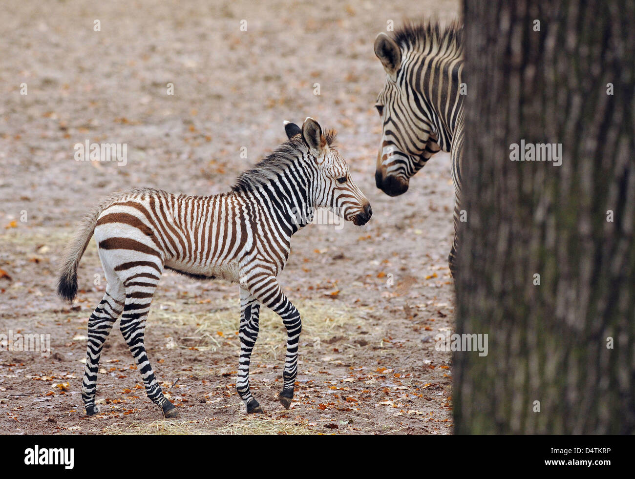 Four-week-old mountain zebra Frauke and her mother Belinda stand in an outdoor enclosure at the zoo in Hanover, Germany, 13 November 2009. After four years of fruitless efforts, the mountain zebra was born at the zoo on 20 October 2009. No more than 85 mountain zebras live in European zoos. Photo: Peter Steffen Stock Photo