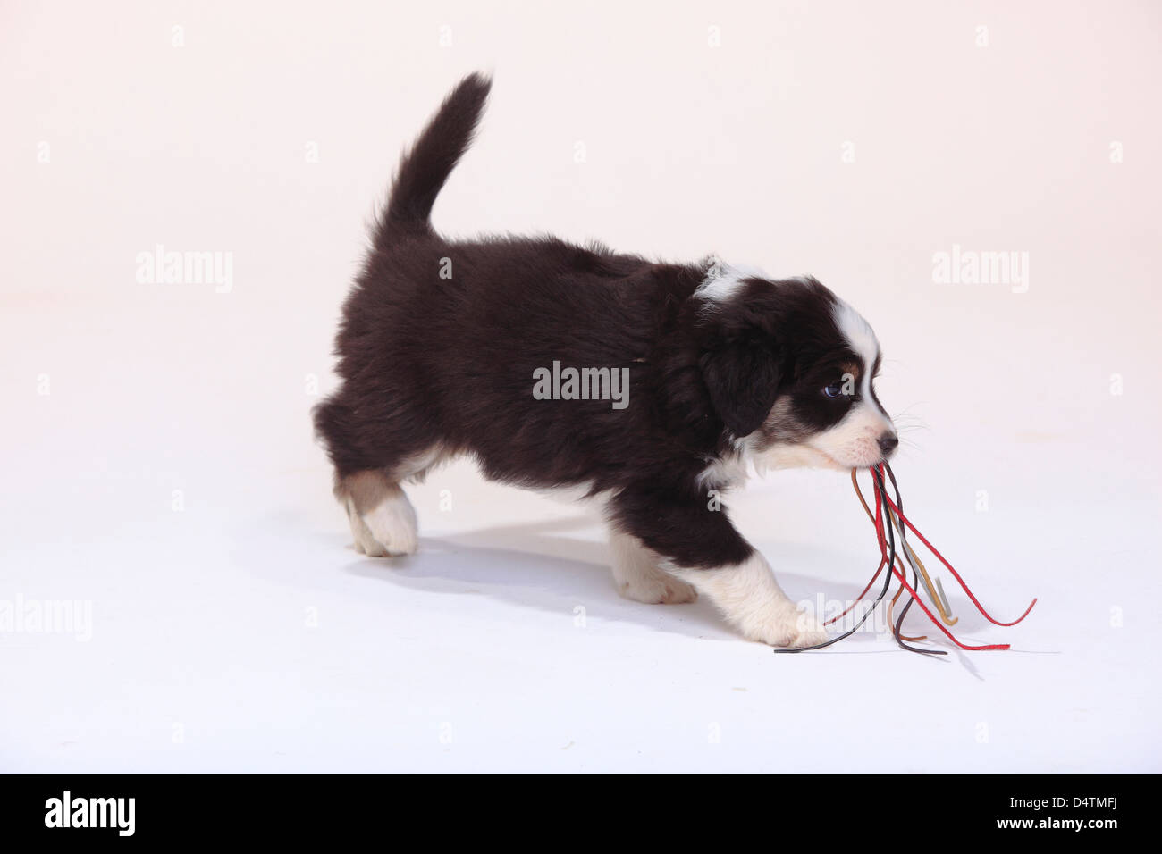 black tri toy aussie