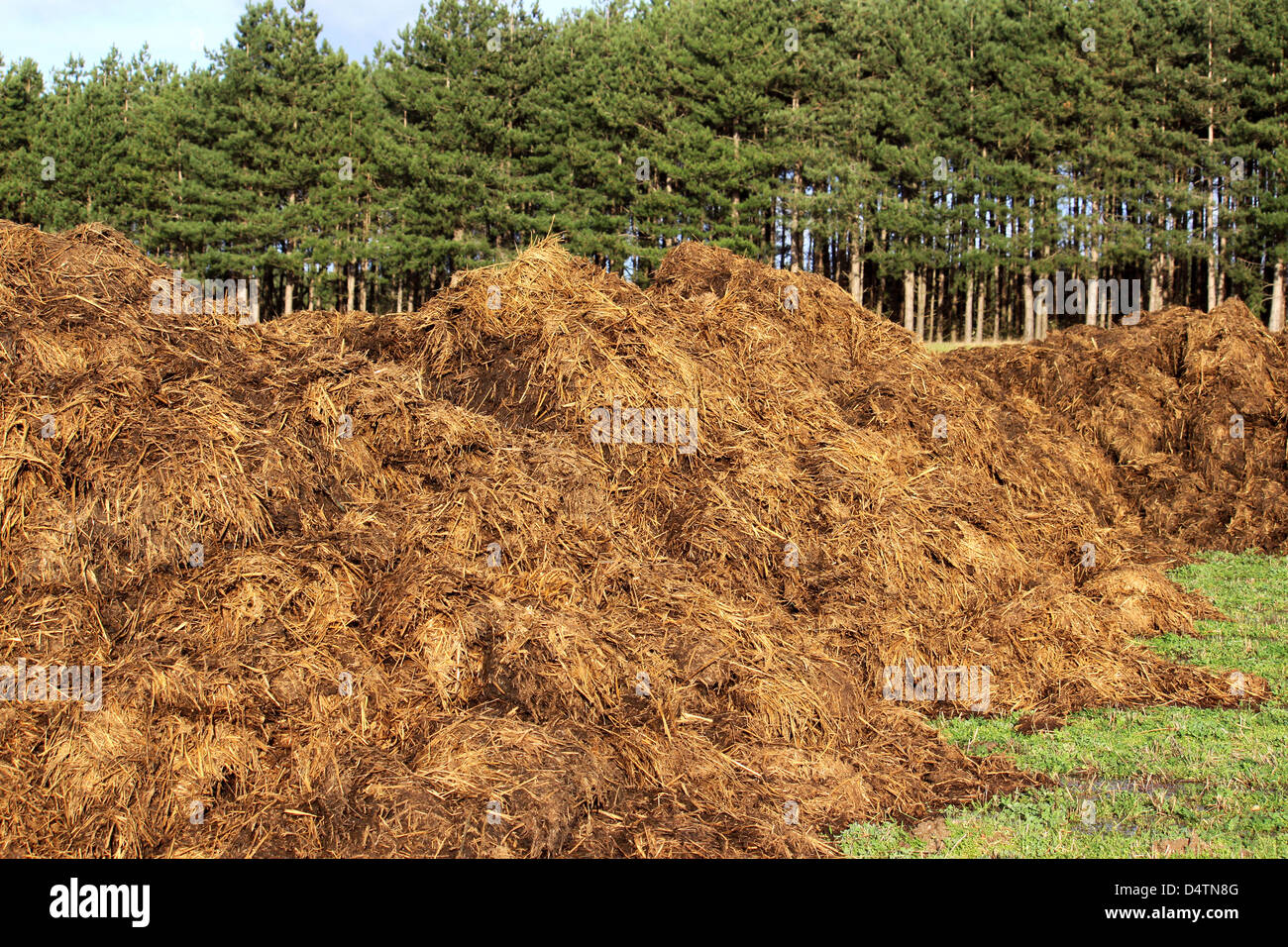 spreading a bunch of farm manure for organic agriculture Stock Photo