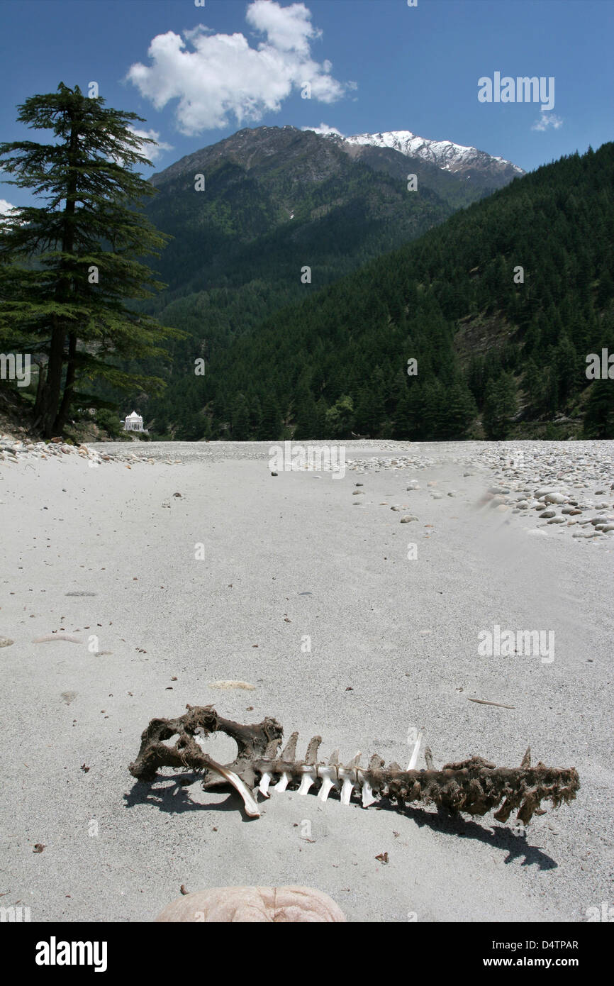 The river bed of the Bhagirathi, a main tributary to the Ganges, near Harsil. Stock Photo