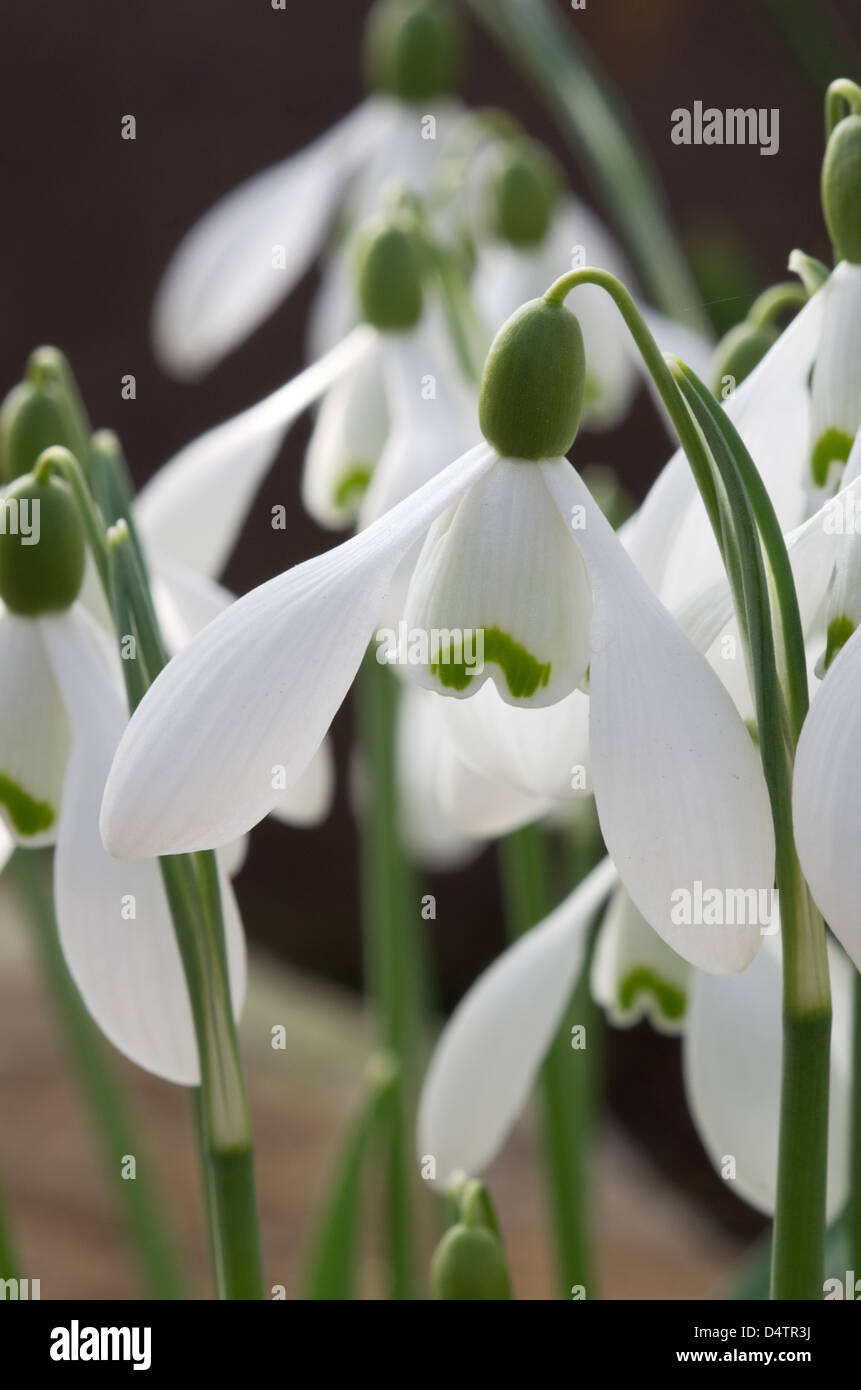 Galanthus (snowdrop)  Brenda Troyle Stock Photo